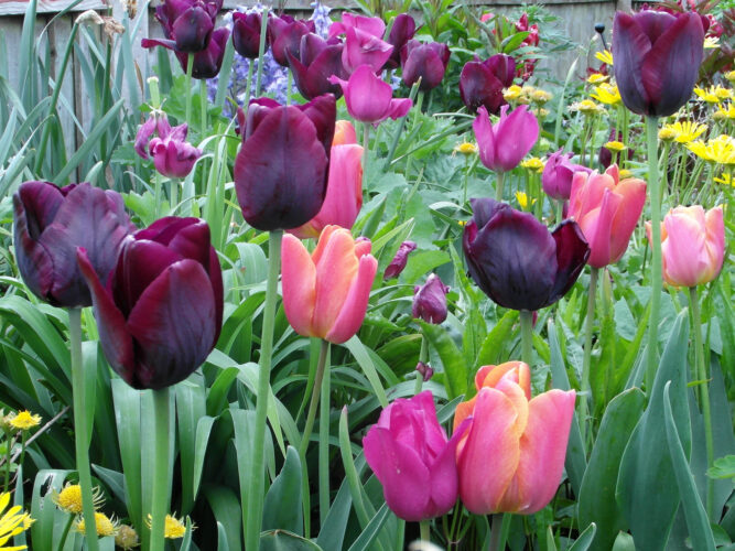 How to Make Garden Markers